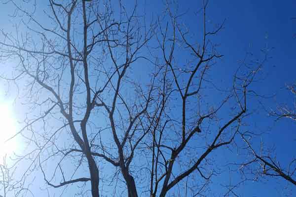 tress
